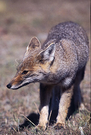 Fox, Grey Fox 02