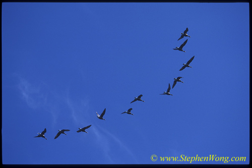 Geese 01 0705