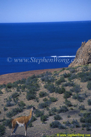 Guanacos 02 Lama guanicoe copy