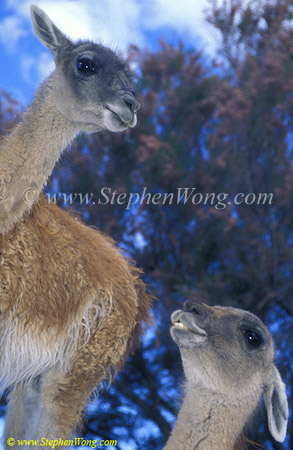 Guanacos 06 Lama guanicoe copy