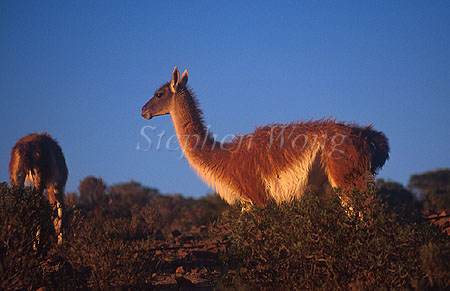 Guanaco 01