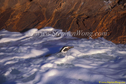 Magellanic Penguins 11 go swimming copy