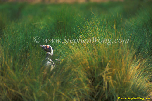 Magellanic Penguins 13 copy