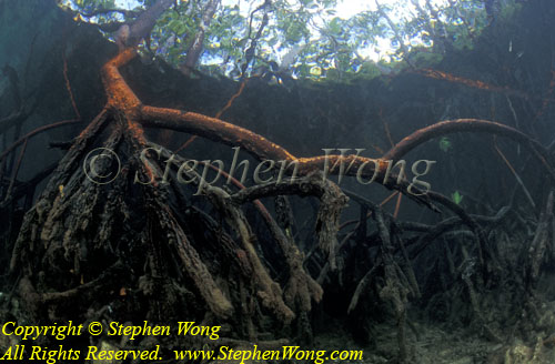 Mangrove 02t RA0607 Stephen WONG 010109