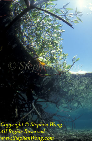 Mangrove 03t RA0607 Stephen WONG 010109