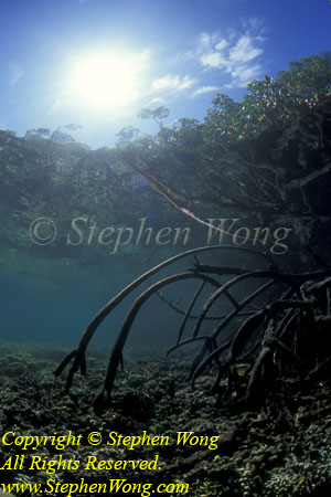 Mangrove 04 RA0607 Stephen WONG 010109