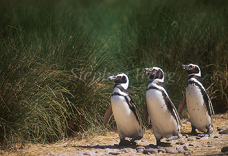 Penguin, Magellanic Penguin 02