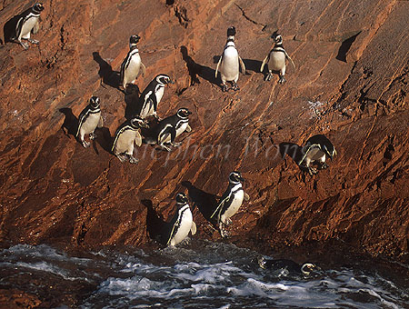 Penguin, Magellanic Penguin 03