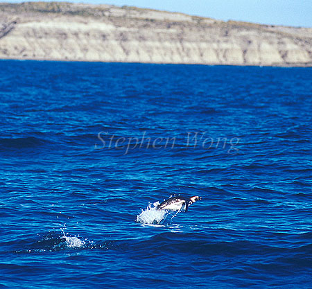 Penguin, Magellanic Penguin 04
