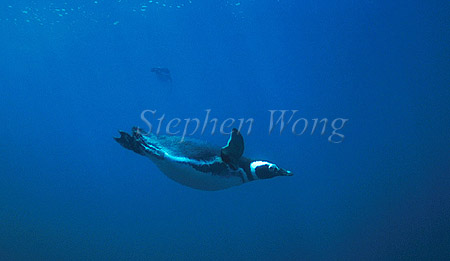 Penguin, Magellanic Penguin 05