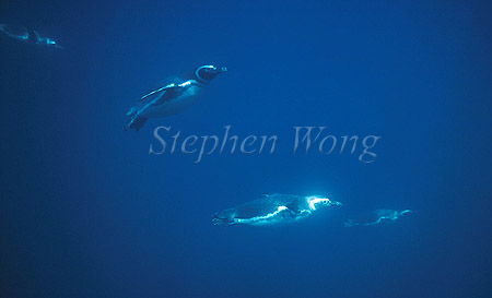 Penguin, Magellanic Penguin 06