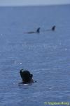 Risso's Dolphins 04 & snorkeler, Azores 110803