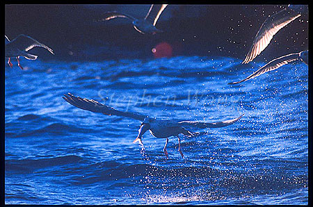 Seagull 02 eating fish