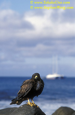 z Galapagos Hawk 01 110104