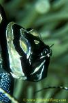 Banggai Cardinal papa with babies 03b eyes & tail in mouth