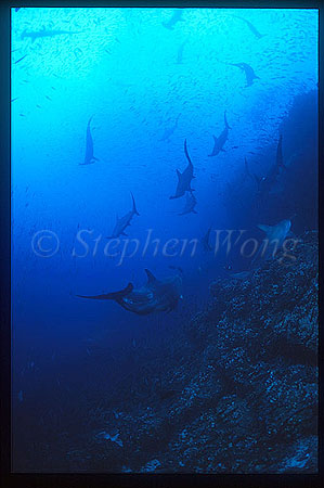 Bottlenosed Dolphin blending in Hammerhead Sharks 01