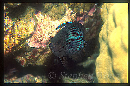 Cleaner Wrasse Servicing, Three-spot Dascyllus 01