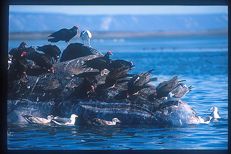 Gray Whales 16 dead eating by birds