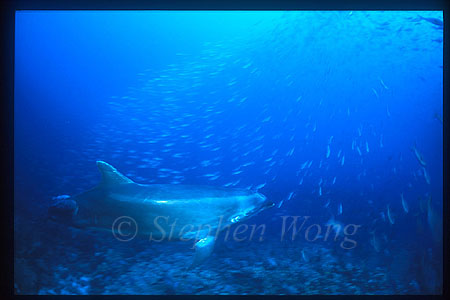 Hunting 106, Bottlenosed Dolphin hunting