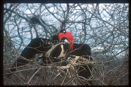 Magnificient Frigate Bird, Fregata magnificens 01, mating courtship