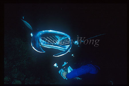 Manta Rays 104 & diver open mouth feeding