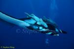 Manta Ray 106 with Remoras (handle bars), 050703