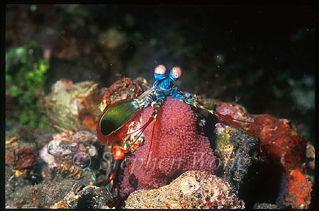 Mantis Shrimp, Odontodactylus 01 scyllarus with Eggs