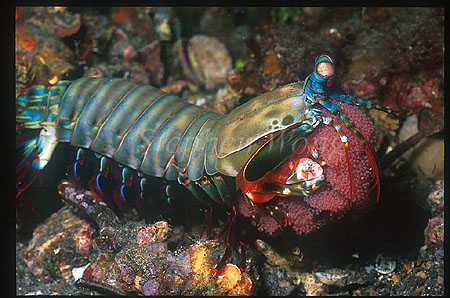 Mantis Shrimp, Odontodactylus 07 scyllarus with Eggs