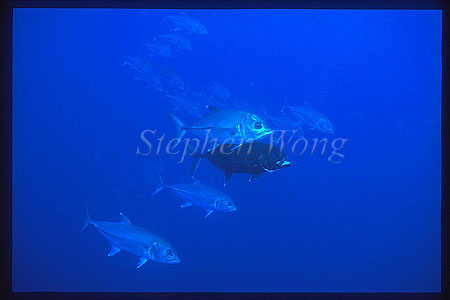 Mating 01, Horse-Eye Jacks 105