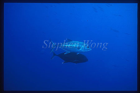 Mating 02, Horse-Eye Jacks 106