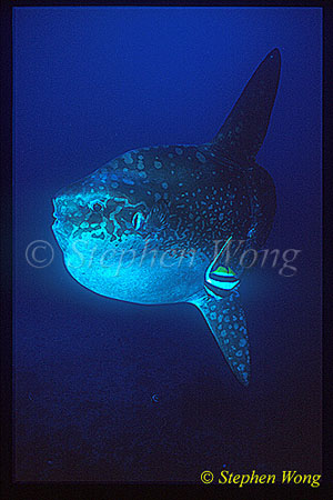 Mola Mola 115 being cleaned by Bannerfish
