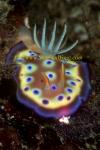 Nudibranch, Chromodoris kunei 02 on unidentified bb chromodoris 0705
