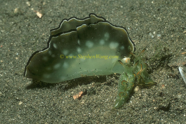 Nudibranch, Elysia ornata 01 45mm & 15mm 0705 two little ones rushed to the head of the big one and started to nibble.