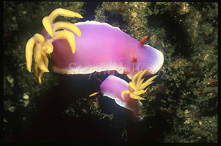 Nudibranch, Hypselodoris sp 02, Royal, mating