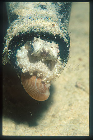 Octopus, Day Octopus 01 eating Clam