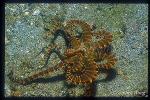 Octopus, Wunderpus 11 impersonating Lionfish 2003 04 08
