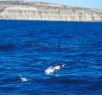 Penguin, Magellanic Penguin 04 leaping in the air