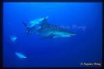 Silky Shark 102 & Rainbow Runners, fish ridding parasite from shark's skin