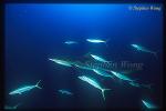 Silky Shark 103 & Rainbow Runners, fish ridding parasite with shark' skin