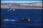 Southern Right Whale & Sea Gull 01, bird attacking baby (for food) 01