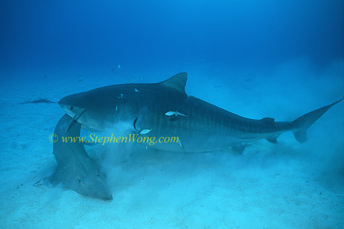 Tiger Shark 115 feeding on Shovelnose Ray 0705