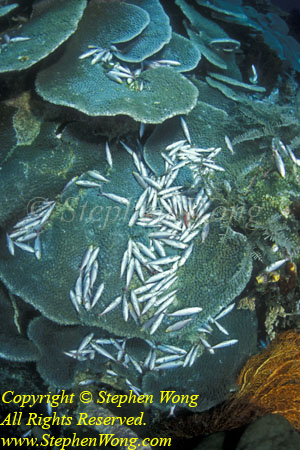 Dead Fish, Dynamited 02tc RA0607 Stephen WONG 010109