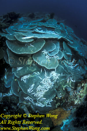 Dead Fish, Dynamited 01t RA0607 Stephen WONG 010109