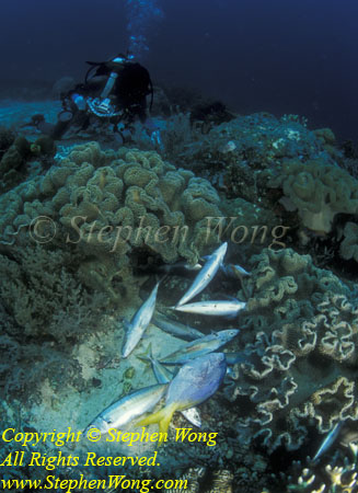 Dead Fish, Dynamited 05tc RA0607 Stephen WONG 010109