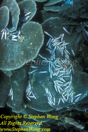 Dead Fish, Dynamited 03tc RA0607 Stephen WONG 010109