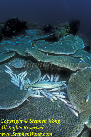 Dead Fish, Dynamited 04tc RA0607 Stephen WONG 010109