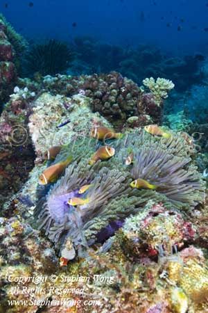 Anemonefish 01tc Maldivean Anemonefish 5590 Stephen WONG