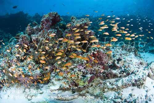 Anthias 01t 5508 copy