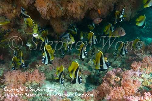 Bannerfish 03tc1 & Sweetlips 0133 copy