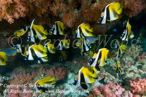 Bannerfish 06tc 0143 Stephen WONG copy